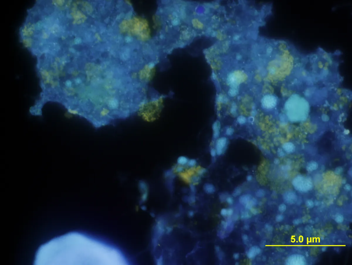 Combating Toxic Heavy Metal Ions in Water: An Eco-Friendly Approach